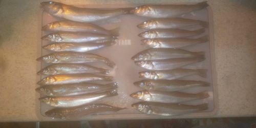 シロギスの釣果