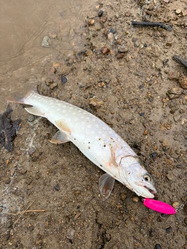 アメマスの釣果