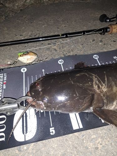 ナマズの釣果