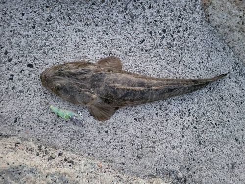 マゴチの釣果