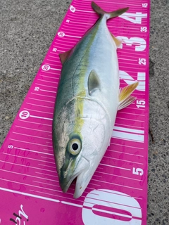 イナダの釣果