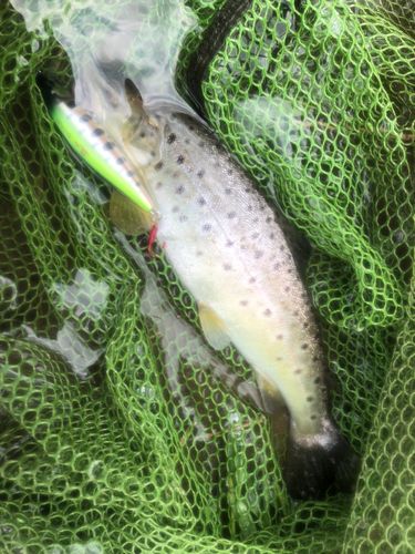 ブラウントラウトの釣果