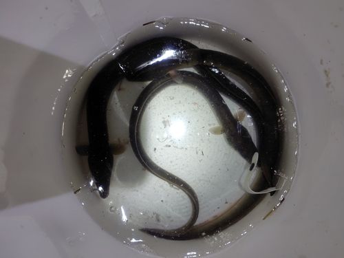 ニホンウナギの釣果