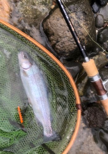 ニジマスの釣果