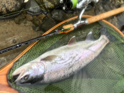 ニジマスの釣果