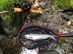 レインボートラウトの釣果