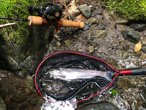 レインボートラウトの釣果