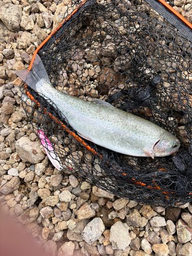 ニジマスの釣果
