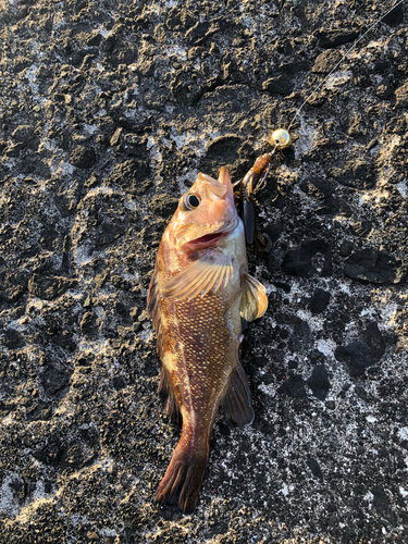 マゾイの釣果