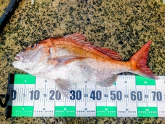 タイの釣果