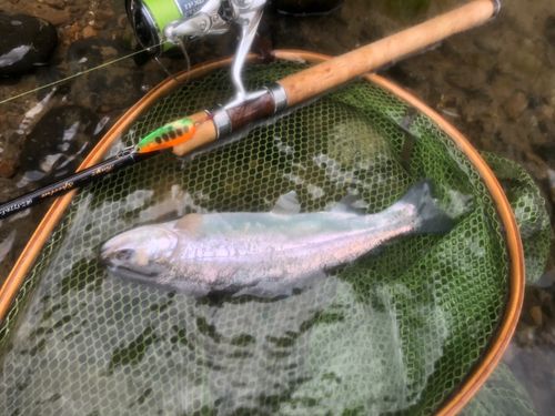 ニジマスの釣果