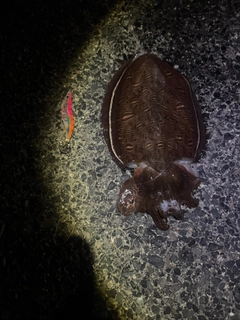 モンゴウイカの釣果