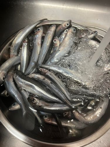 イワシの釣果