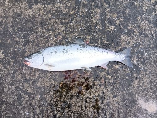 サクラマスの釣果