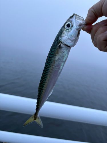 サバの釣果