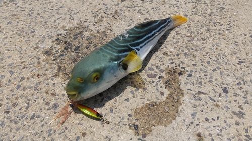 シマフグの釣果