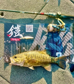スモールマウスバスの釣果