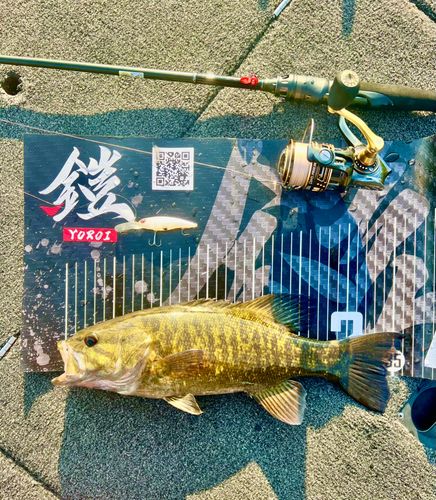スモールマウスバスの釣果