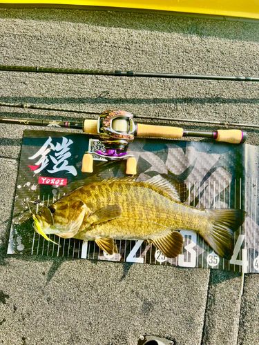 スモールマウスバスの釣果