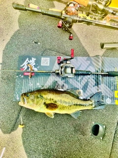 ラージマウスバスの釣果