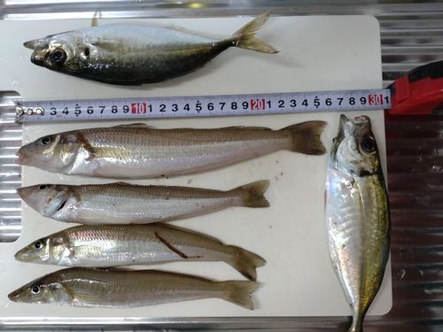 キスの釣果