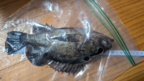 クロメバルの釣果