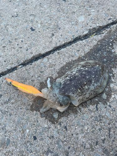 コウイカの釣果