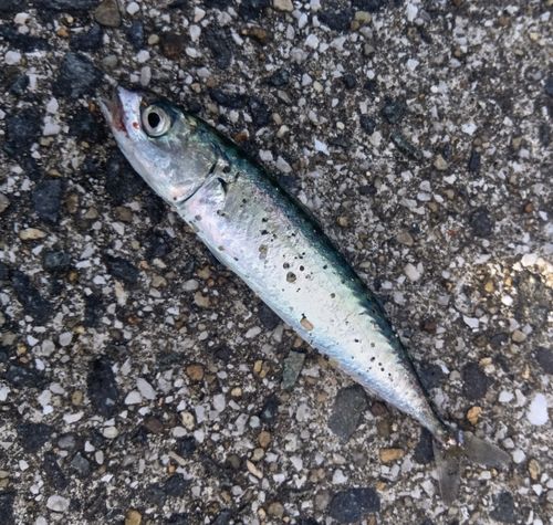 サバの釣果