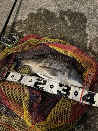 チヌの釣果