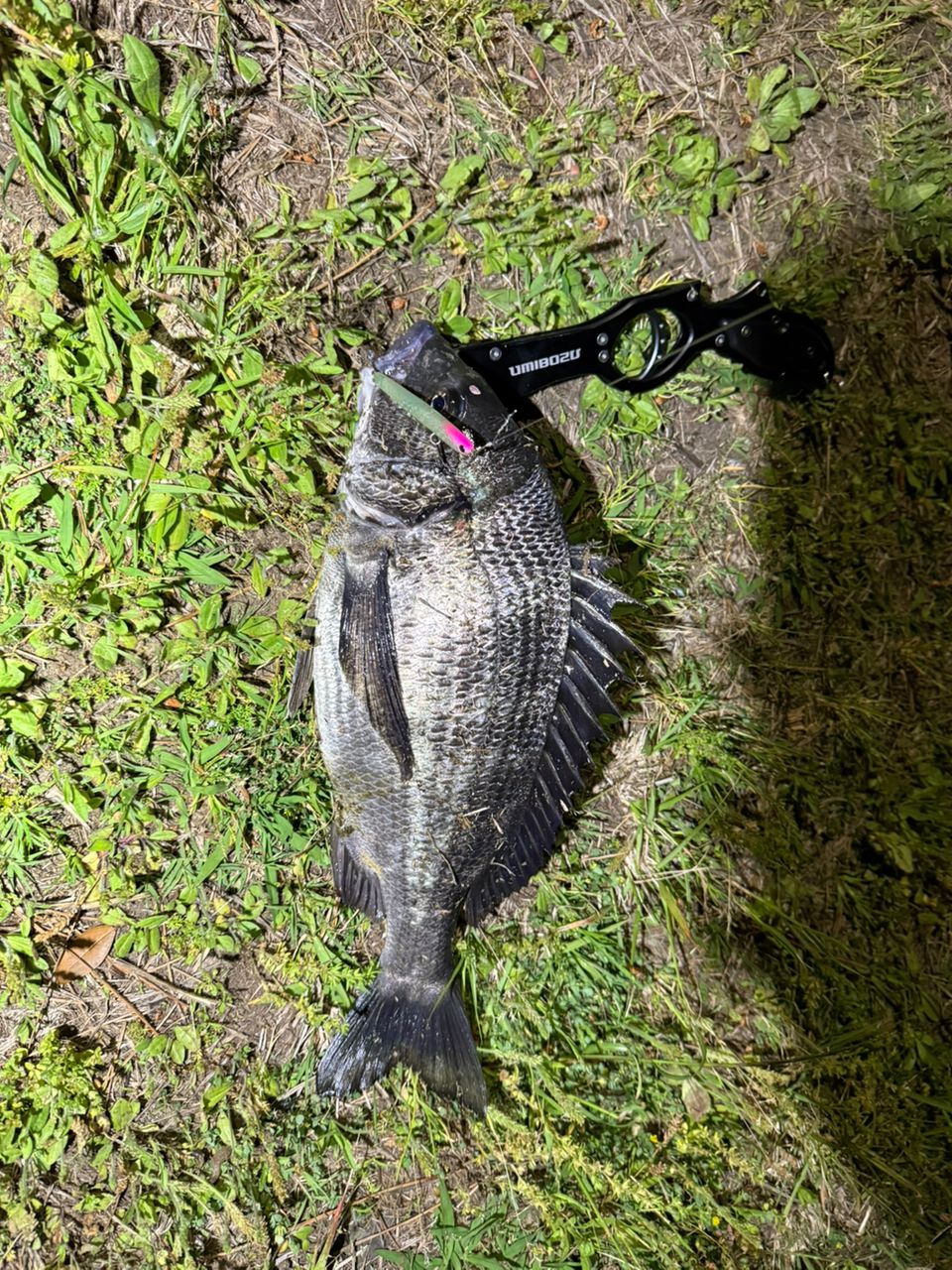 DAIWA 21モアザン ブランジーノ EX AGS 87LMLの最安値・インプレ・釣果