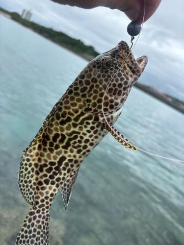 釣果