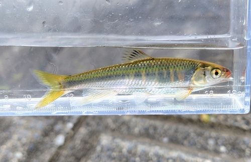 オイカワの釣果