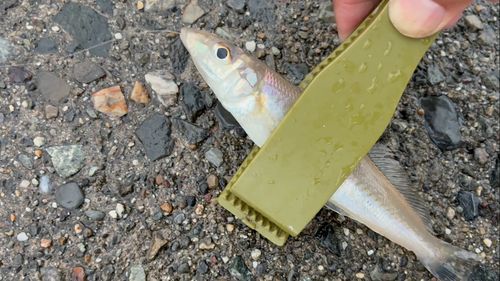シロギスの釣果