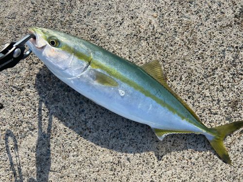 イナダの釣果