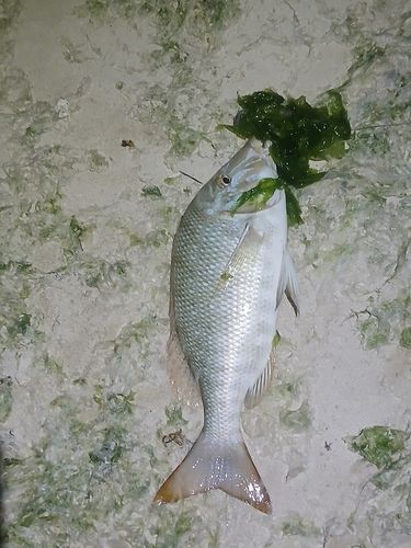 ハマフエフキの釣果