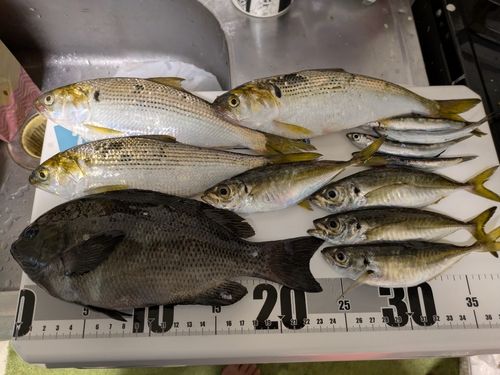 メジナの釣果