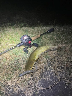 ナマズの釣果
