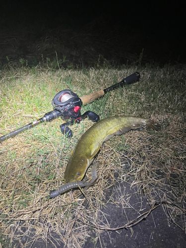 ナマズの釣果
