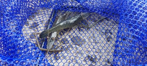 テナガエビの釣果