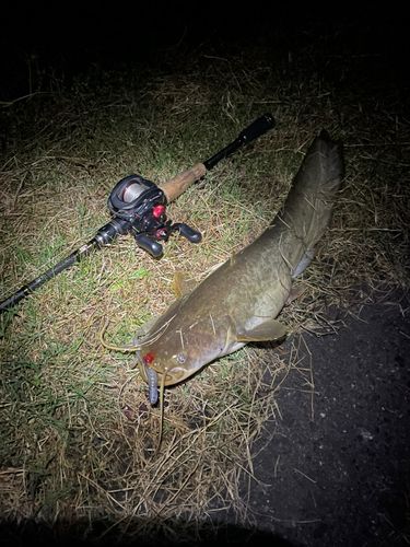 ナマズの釣果