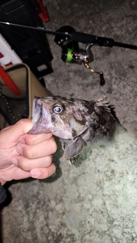 ソイの釣果