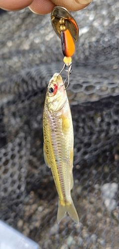 モロコの釣果