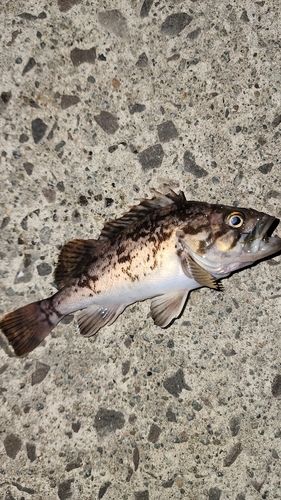 ソイの釣果