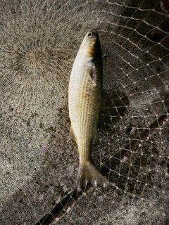 ボラの釣果