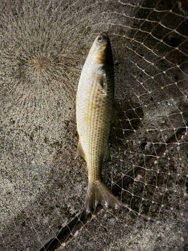 ボラの釣果