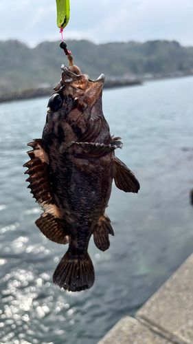 ハチガラの釣果