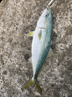 ハマチの釣果