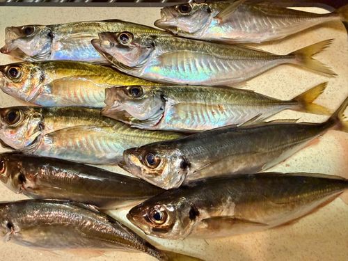 マアジの釣果