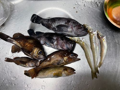 クロソイの釣果