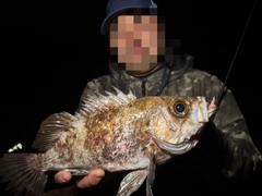 メバルの釣果
